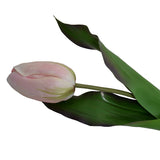 18" Tulip Stem