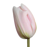 18" Tulip Stem