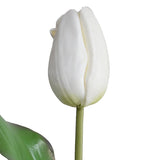 18" Tulip Stem