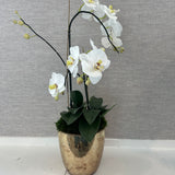 Orchids Antique Terracotta Planter