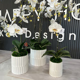 Orchid in White Blanched Planter