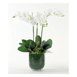 Orchid in Mossed Clear Vase