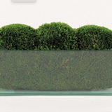 Elongated Moss in Glass - Small