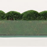 Elongated Moss in Glass - Medium