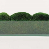 Elongated Moss in Glass - Large