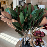 Magnolia Leaves Stem