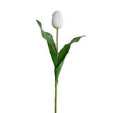 18" Tulip Stem