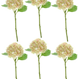 Hydrangea Stems