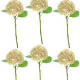 Hydrangea Stems