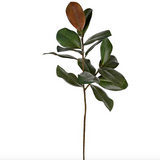 Magnolia Leaves Stem