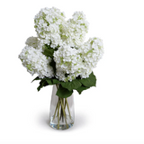 White Snowflake Hydrangea in Tapered Vase