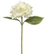 Hydrangea Stems