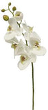 Phalaenopsis Stem